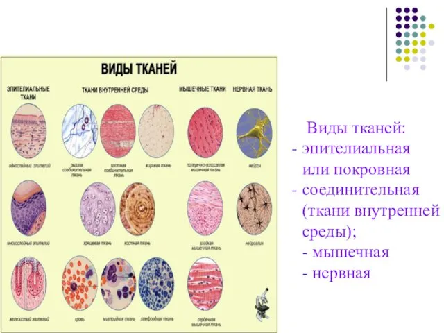 Виды тканей: эпителиальная или покровная соединительная (ткани внутренней среды); - мышечная - нервная