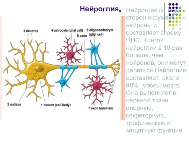 Нейроглия Нейроглия со всех сторон окружает нейроны и составляет строму ЦНС.