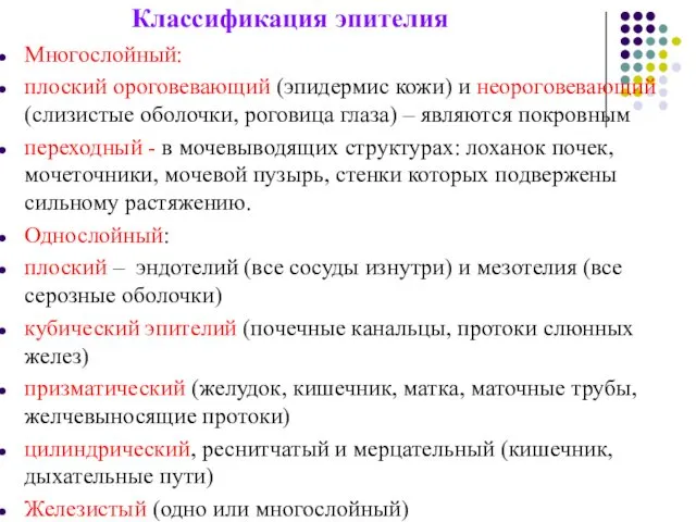 Классификация эпителия Многослойный: плоский ороговевающий (эпидермис кожи) и неороговевающий (слизистые оболочки,