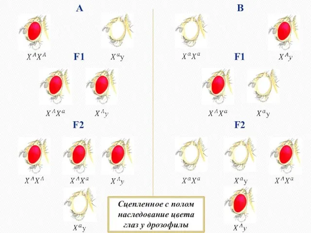 А B F1 F2 F1 F2 Сцепленное с полом наследование цвета глаз у дрозофилы