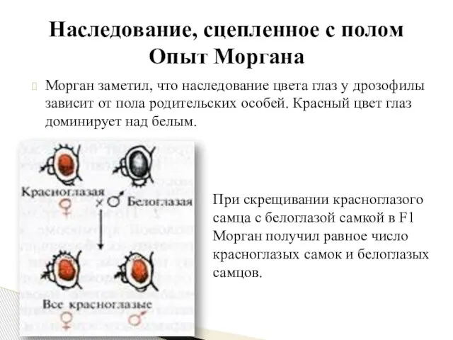 Наследование, сцепленное с полом Опыт Моргана Морган заметил, что наследование цвета