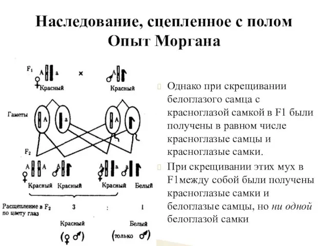 Однако при скрещивании белоглазого самца с красноглазой самкой в F1 были
