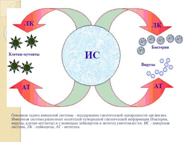 Основная задача иммунной системы - поддержание генетической однородности организма. Иммунная система