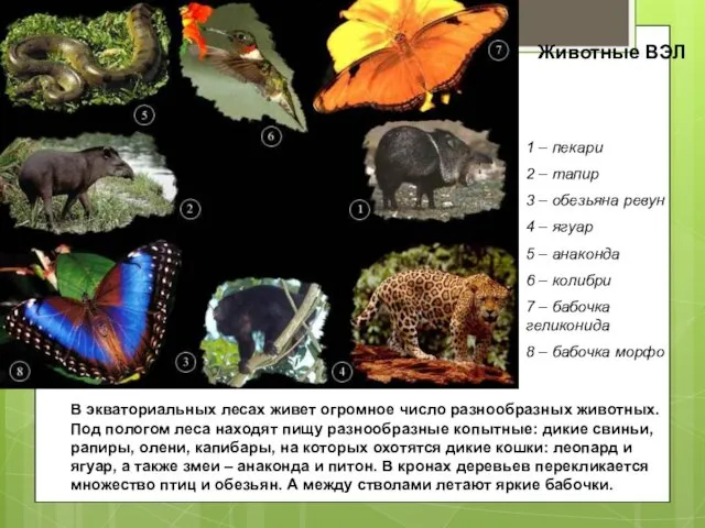 Животные ВЭЛ 1 – пекари 2 – тапир 3 – обезьяна