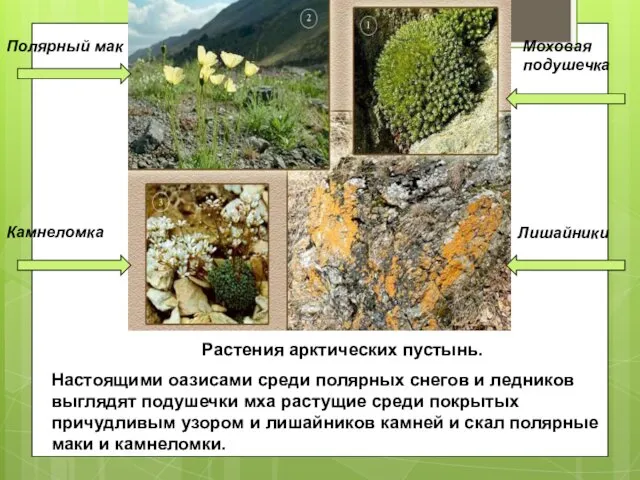 Полярный мак Моховая подушечка Камнеломка Лишайники Растения арктических пустынь. Настоящими оазисами