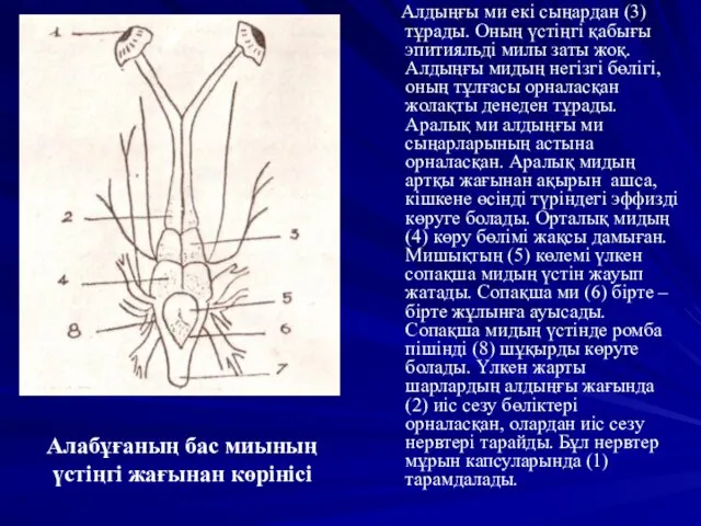 Алабұғаның бас миының үстіңгі жағынан көрінісі Алдыңғы ми екі сыңардан (3)