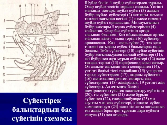 Сүйектірек балықтардың бас сүйегінің схемасы Шүйде бөлігі 4 шүйде сүйектерден тұрады.