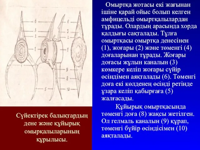 Сүйектірек балықтардың дене және құйырық омырқалыларының құрылысы. Омыртқа жотасы екі жағынан