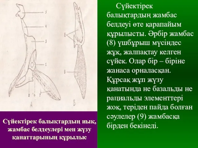 Сүйектірек балықтардың иық, жамбас белдеулері мен жүзу қанаттарының құрылыс Сүйектірек балықтардың