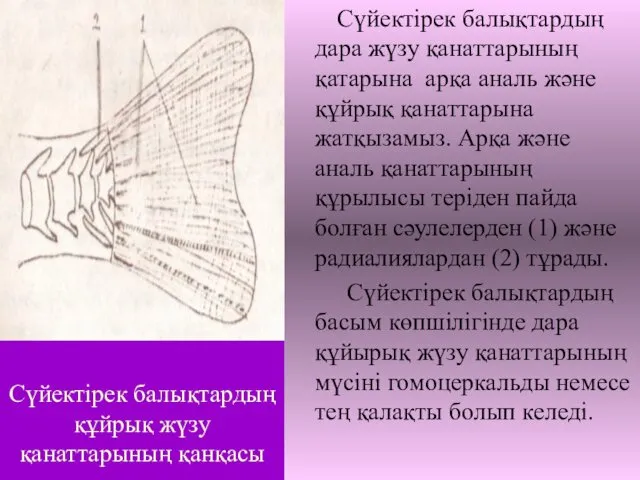 Сүйектірек балықтардың құйрық жүзу қанаттарының қанқасы Сүйектірек балықтардың дара жүзу қанаттарының