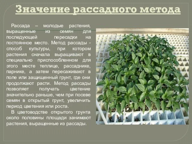 Значение рассадного метода Рассада – молодые растения, выращенные из семян для