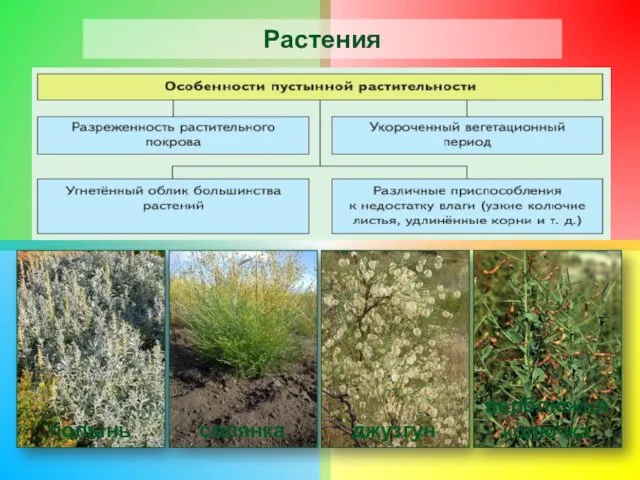 Растения полынь солянка джузгун верблюжья колючка