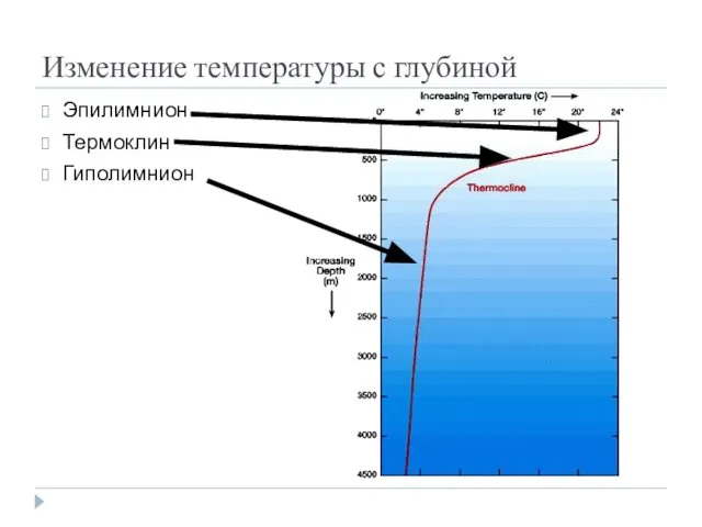 Изменение температуры с глубиной Эпилимнион Термоклин Гиполимнион