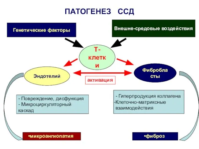 ПАТОГЕНЕЗ ССД Генетические факторы Внешне-средовые воздействия Т-клетки Эндотелий Фибробласты - Повреждение,