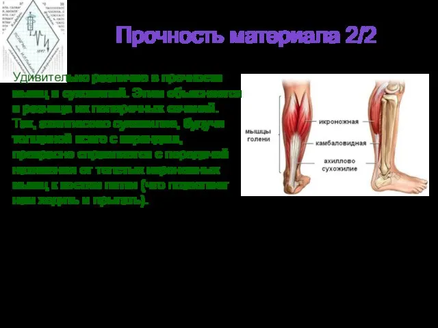 Прочность материала 2/2 Удивительно различие в прочности мышц и сухожилий. Этим