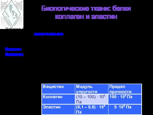 Биологические ткани: белки коллаген и эластин Упругие свойства и прочность тканей