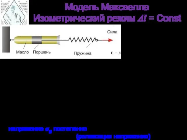 Модель Максвелла Изометрический режим Δl = Сonst При изменении длины на