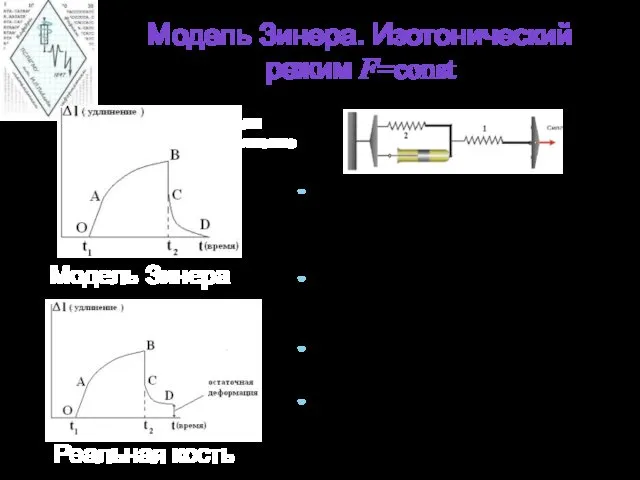 Модель Зинера. Изотонический режим F=const При нагружении модели прежде всего происходит