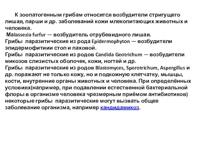 К зоопатогенным грибам относятся возбудители стригущего лишая, парши и др. заболеваний