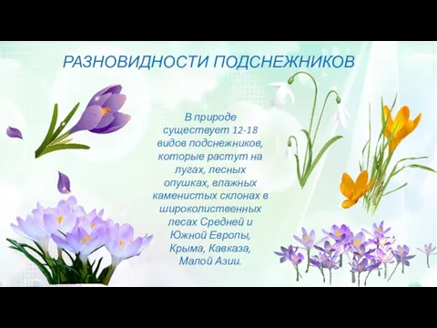 РАЗНОВИДНОСТИ ПОДСНЕЖНИКОВ В природе существует 12-18 видов подснежников, которые растут на