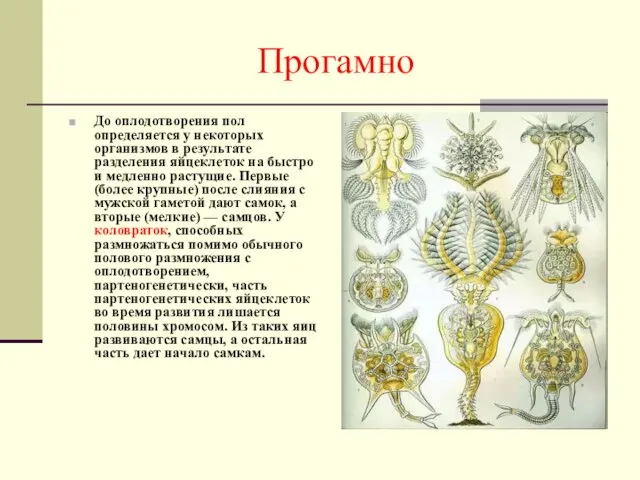 Прогамно До оплодотворения пол определяется у некоторых организмов в результате разделения