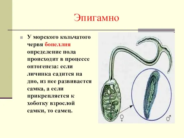 Эпигамно У морского кольчатого червя бонеллия определение пола происходит в процессе