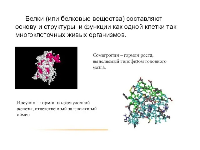 Белки (или белковые вещества) составляют основу и структуры и функции как