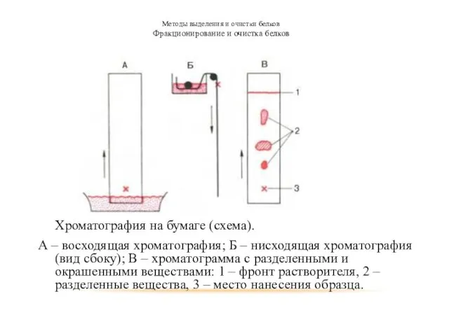 Методы выделения и очистки белков Фракционирование и очистка белков Хроматография на