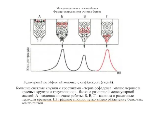 Методы выделения и очистки белков Фракционирование и очистка белков Гель-хроматография на