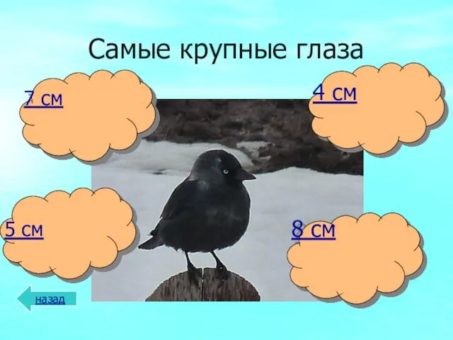 Самые крупные глаза назад 8 см 5 см 4 см 7 см