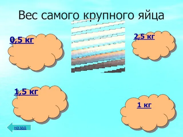 Вес самого крупного яйца назад 1 кг 1,5 кг 2,5 кг 0,5 кг