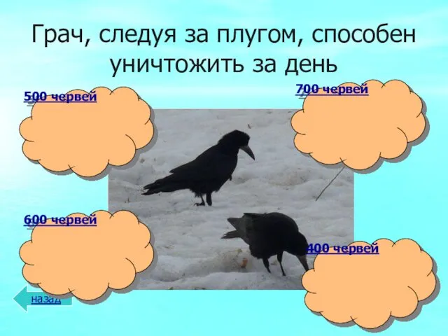 Грач, следуя за плугом, способен уничтожить за день назад 400 червей