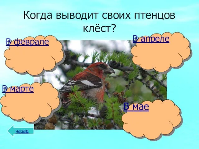 Когда выводит своих птенцов клёст? назад В мае В марте В апреле В феврале