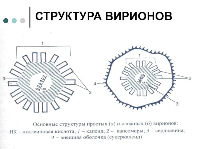 СТРУКТУРА ВИРИОНОВ