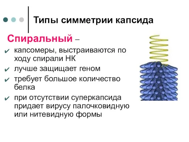 Типы симметрии капсида Спиральный – капсомеры, выстраиваются по ходу спирали НК