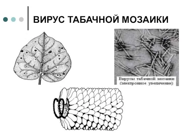 ВИРУС ТАБАЧНОЙ МОЗАИКИ