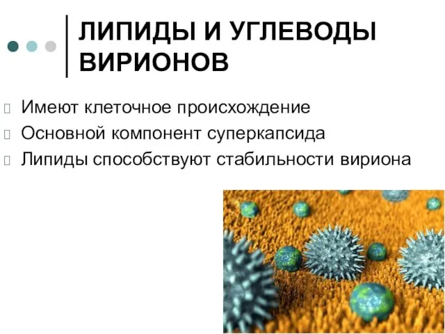 ЛИПИДЫ И УГЛЕВОДЫ ВИРИОНОВ Имеют клеточное происхождение Основной компонент суперкапсида Липиды способствуют стабильности вириона