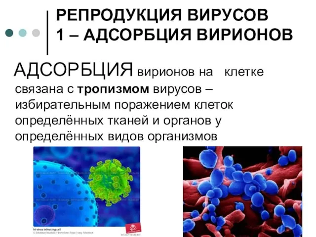 РЕПРОДУКЦИЯ ВИРУСОВ 1 – АДСОРБЦИЯ ВИРИОНОВ АДСОРБЦИЯ вирионов на клетке связана