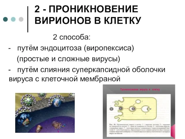 2 - ПРОНИКНОВЕНИЕ ВИРИОНОВ В КЛЕТКУ 2 способа: - путём эндоцитоза