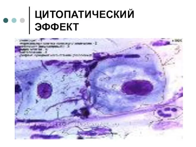 ЦИТОПАТИЧЕСКИЙ ЭФФЕКТ