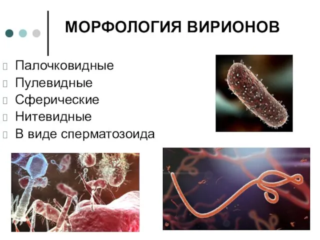 Палочковидные Пулевидные Сферические Нитевидные В виде сперматозоида МОРФОЛОГИЯ ВИРИОНОВ