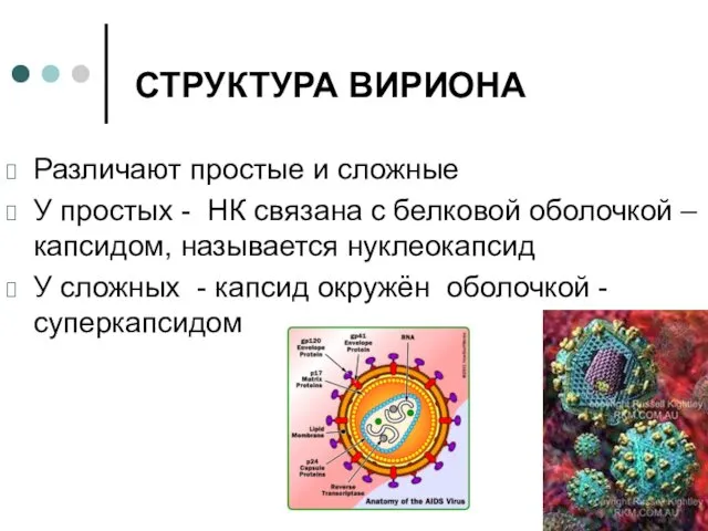 СТРУКТУРА ВИРИОНА Различают простые и сложные У простых - НК связана