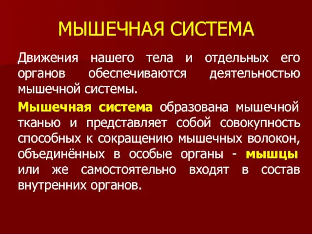 МЫШЕЧНАЯ СИСТЕМА Движения нашего тела и отдельных его органов обеспечиваются деятельностью