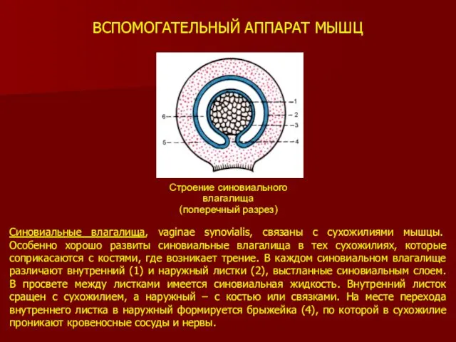 ВСПОМОГАТЕЛЬНЫЙ АППАРАТ МЫШЦ Синовиальные влагалища, vaginae synovialis, связаны с сухожилиями мышцы.