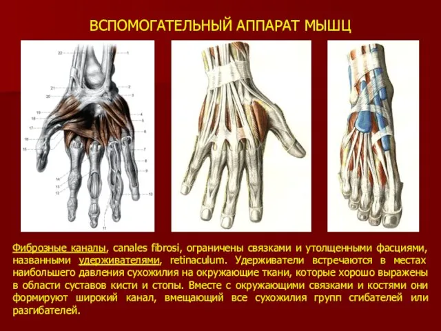 ВСПОМОГАТЕЛЬНЫЙ АППАРАТ МЫШЦ Фиброзные каналы, canales fibrosi, ограничены связками и утолщенными