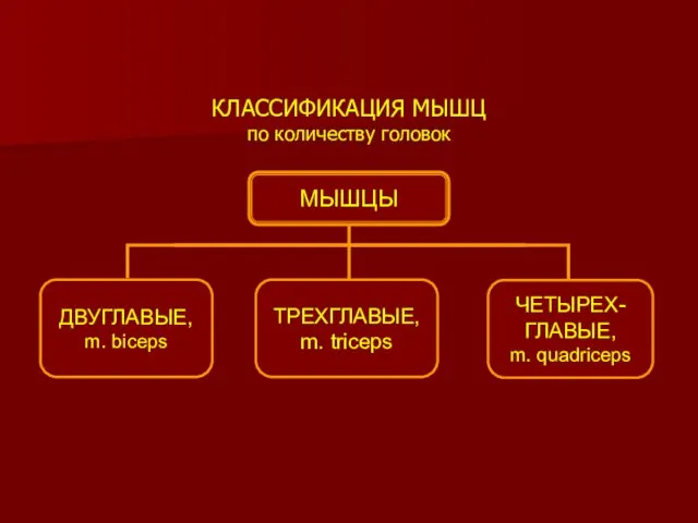 КЛАССИФИКАЦИЯ МЫШЦ по количеству головок