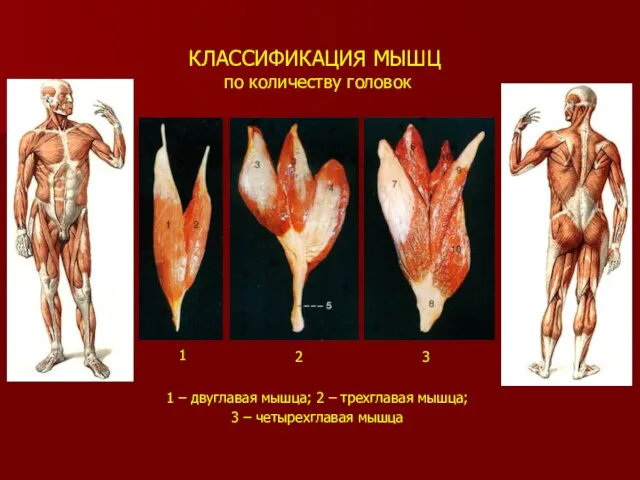 КЛАССИФИКАЦИЯ МЫШЦ по количеству головок 1 – двуглавая мышца; 2 –