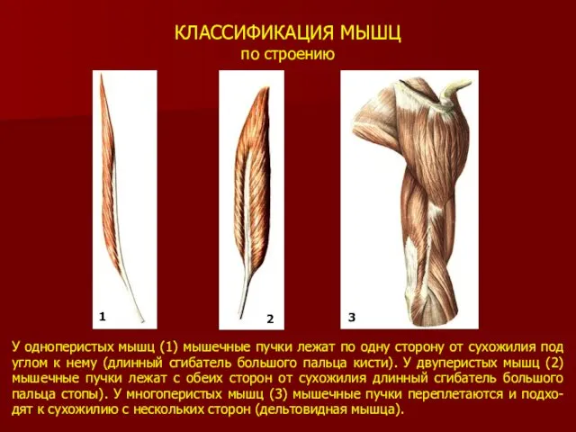 КЛАССИФИКАЦИЯ МЫШЦ по строению У одноперистых мышц (1) мышечные пучки лежат