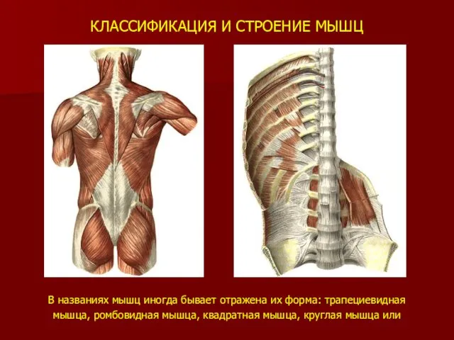 КЛАССИФИКАЦИЯ И СТРОЕНИЕ МЫШЦ В названиях мышц иногда бывает отражена их