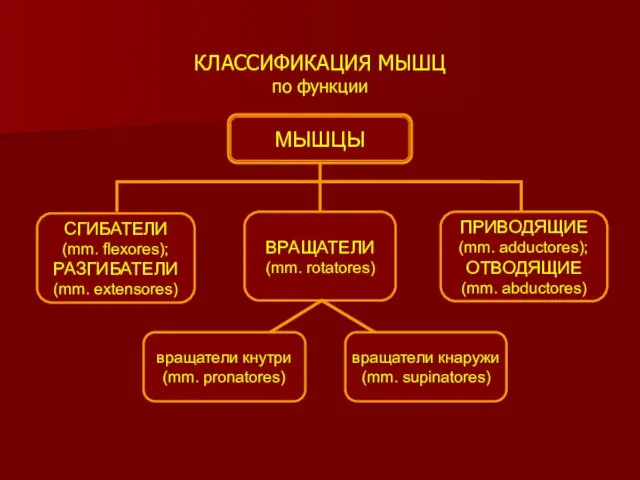 КЛАССИФИКАЦИЯ МЫШЦ по функции